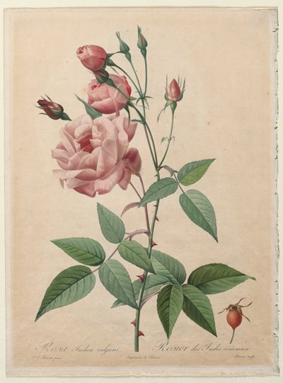Las rosas: Rosa de China o Bengala, 1817-1824 de Pierre Joseph Redouté