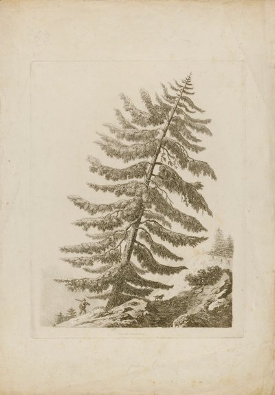 Un pino de Henri L