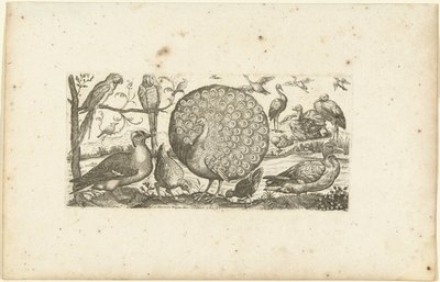 dieciocho pájaros Pájaros (título de la serie) de Henri Le Roy