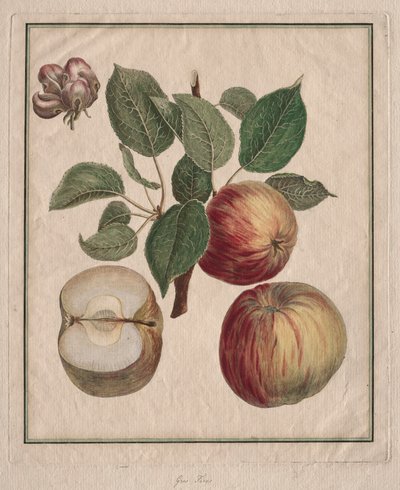 Manzana con hoja y flor de fruto de Henri Louis Duhamel du Monceau