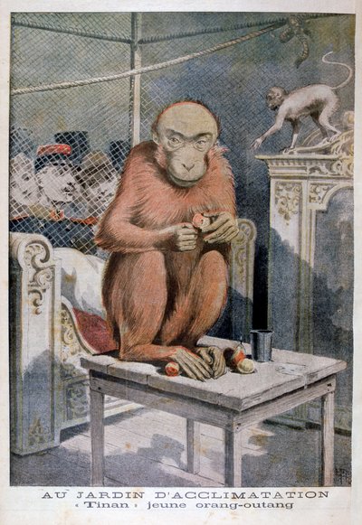 Tinan el orangután, 1896 de Henri Meyer