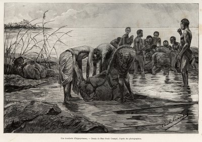 Una carnicería de hipopótamos en las orillas de un río de África Central. Grabado de Henri Thiriat para ilustrar la historia 