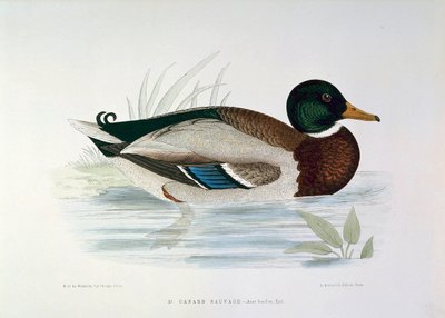 Representación de un pato azulón Placa de H. Blanchere de Henri de la Blanchere