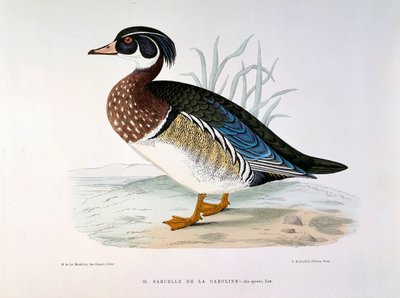 Representación de un pato cerceta de Caroline Plate por H. Blanchere de Henri de la Blanchere