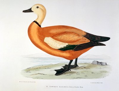 Representación de un pato tadorne kasarka Planche de H. Blanchere de Henri de la Blanchere