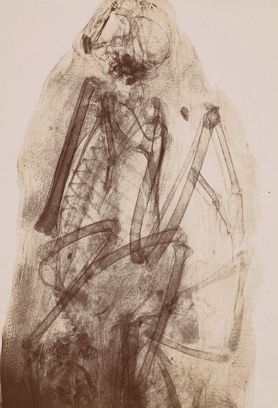 [Radiografía de la momia de un ave rapaz], 1896 de Henri van Heurck