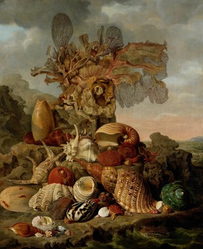 Conchas y plantas marinas de Henricus Franciscus Wiertz