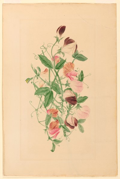 Dibujo, Guisantes dulces, 1875 de Henrietta Benson Homer