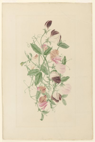 Guisantes de olor de Henrietta Benson Homer