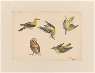 Estudios de un búho y dos orioles de Henriëtte Ronner