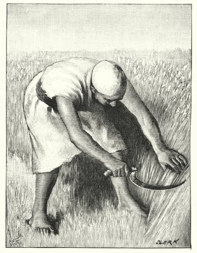 Cosechando en el Este de Henry Andrew Harper