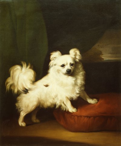 Su favorita, un papillon blanco de pie sobre un cojín de Henry Bernard Chalon