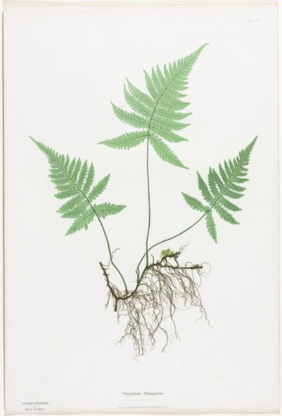 Helechos de Gran Bretaña e Irlanda: Polypodium Phegopteris, 1855-1856 de Henry Bradbury