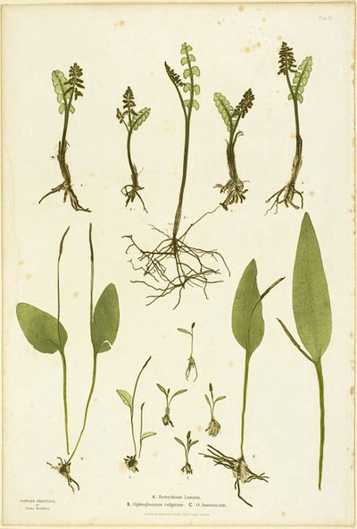 Impresión natural de helechos Moonwort y Adder