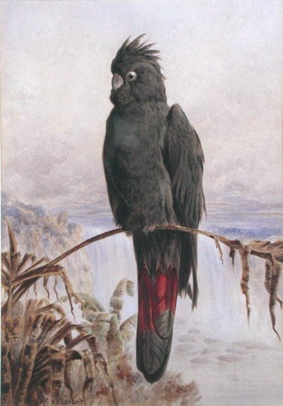 Cacatúa negra de cola roja australiana de Henry Bright