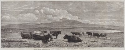 Ganado en las arenas, cerca de Port Madoc, Gales del Norte de Henry Brittan Willis