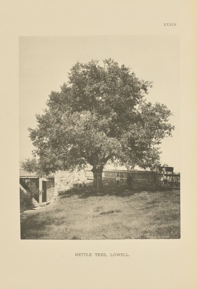 Ortiga, Lowell de Henry Brooks