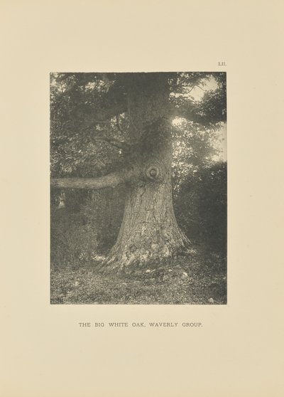 El Gran Roble Blanco, Grupo Waverly de Henry Brooks