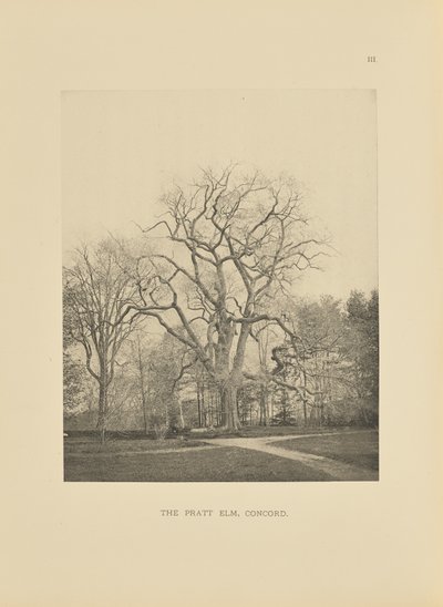 El olmo Pratt, Concord de Henry Brooks
