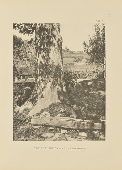 The Rice Buttonwood, Charlemont de Henry Brooks