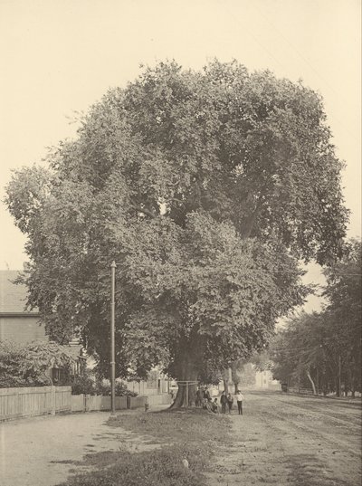 El Olmo Whittemore, Arlington de Henry Brooks