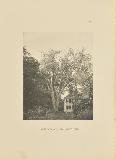 The Willard Elm, Deerfield de Henry Brooks