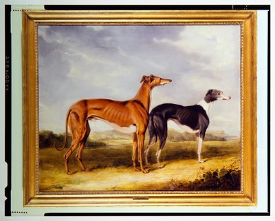 Dos galgos, propiedad del Dr. Edmund Taylor de Booth Hall de Henry Calvert