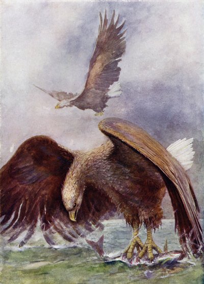 Un águila marina pescando de Henry Charles Seppings Wright