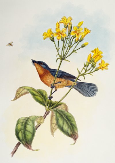 Papamoscas de pico ancho (Myiagra ruficollis), de Aves de Asia de Henry Constantine Richter