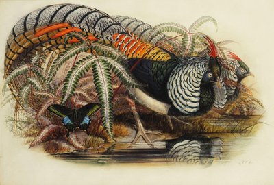 Faisán de Lady Amherst de Henry Constantine Richter