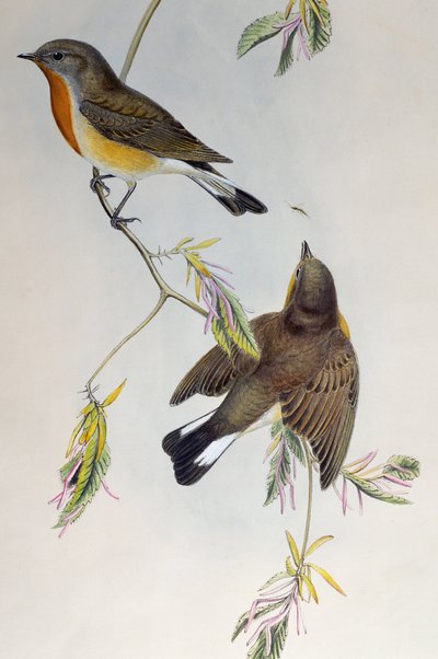 Papamoscas pechirrojo (Ficedula parva), de Aves de Gran Bretaña de Henry Constantine Richter