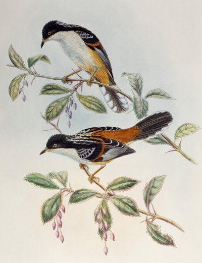 Sibia de lomo rufo (Heterophasia annectans), de Aves de Asia de Henry Constantine Richter