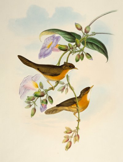 Babbler de Vientre Leonado (Dumetia hyperythra), litografía de Birds of Asia de Henry Constantine Richter