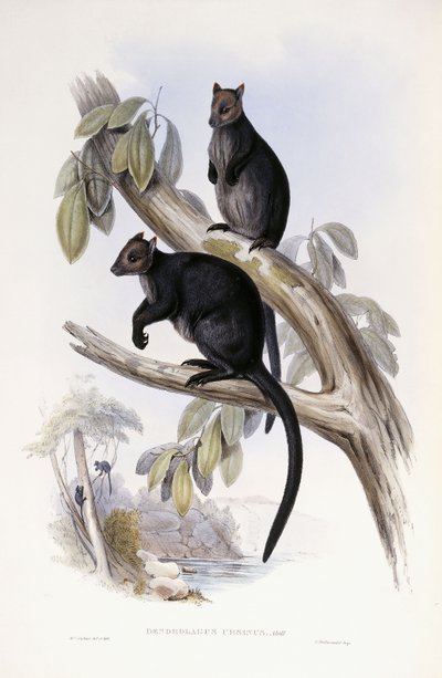 Canguro arbóreo de Henry Constantine Richter
