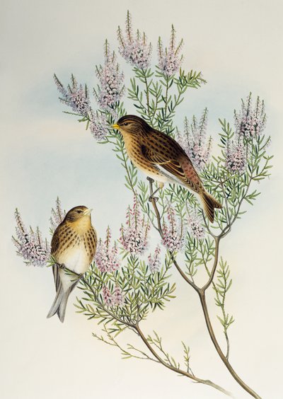 Pardillo (Carduelis flavirostris), de Birds of Great Britain de Henry Constantine Richter