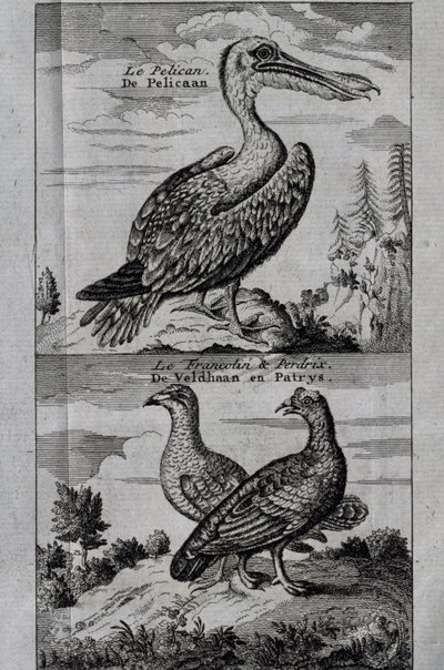 Pelícano, urogallo y perdiz, grabado del Viaje realizado a la Bahía de Hudson de Henry Ellis