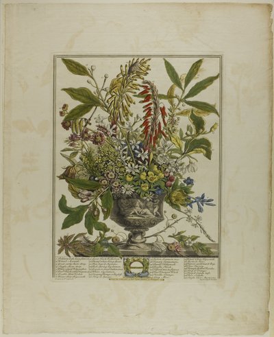 Enero, de Doce meses de flores de Henry Fletcher