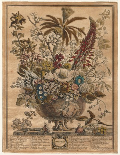 Doce meses de flores: Diciembre, 1730 de Henry Fletcher