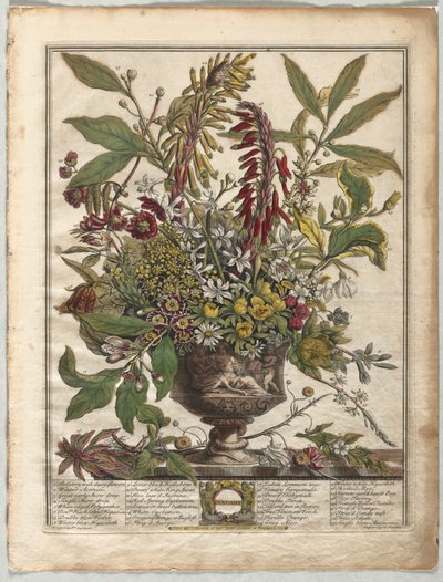 Doce Meses de Flores: Enero de Henry Fletcher