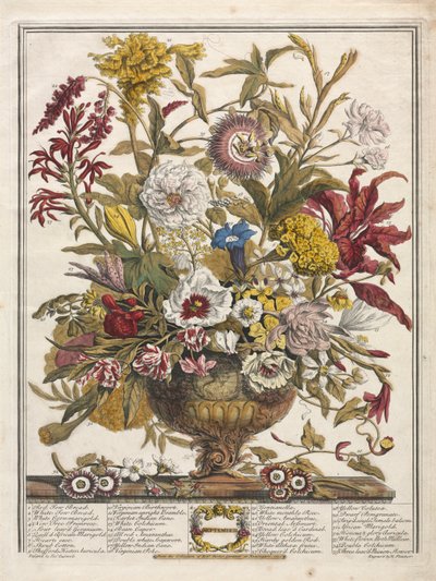 Doce meses de flores: septiembre, 1730 de Henry Fletcher