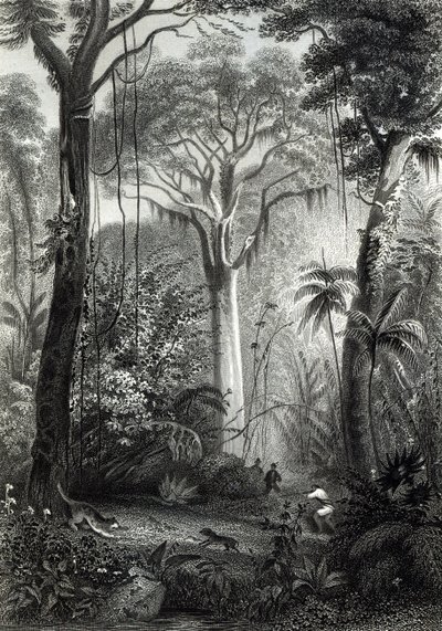 Escena en un bosque brasileño grabada por J.Bishop de Henry George Hine