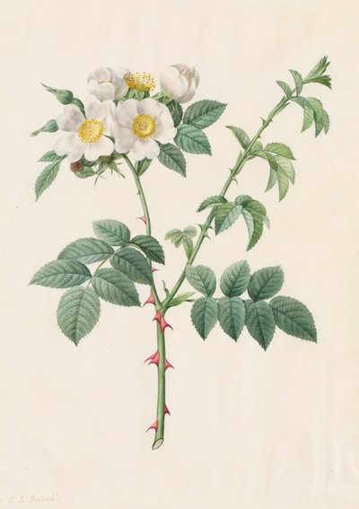 Rosa silvestre o rosa canina (Rosa Leucantha) de Henry Joseph Redouté