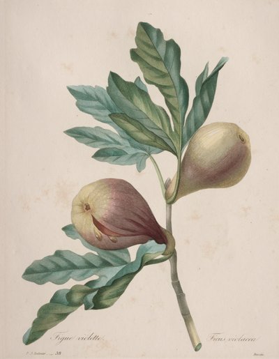 Selección de las flores más bellas...los frutos más bellos: Higo Violeta de Henry Joseph Redouté