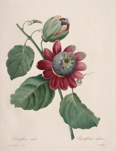 Selección de las flores más bellas... los frutos más bellos: Pasiflora alada de Henry Joseph Redouté