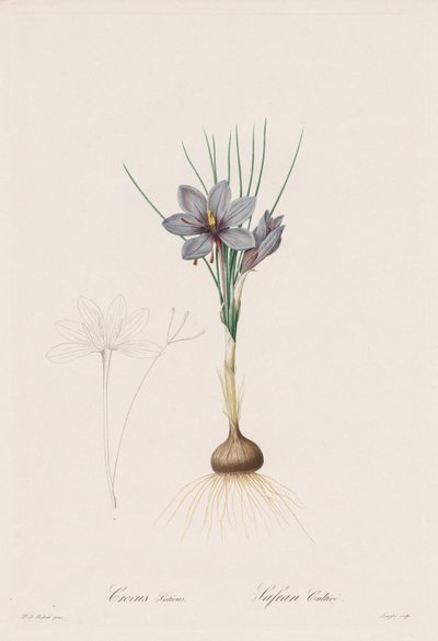 Las Liliáceas: Crocus Sativus de Henry Joseph Redouté