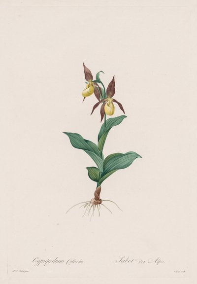 Las Liliáceas: Cypripedium calceolus de Henry Joseph Redouté