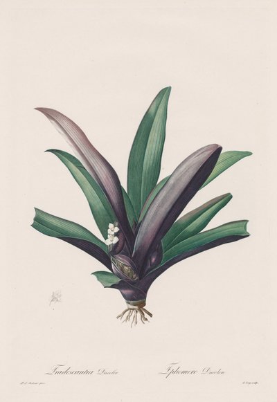 Las Liliáceas: Tradescantia discolor de Henry Joseph Redouté