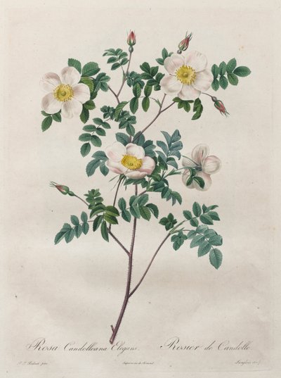 Las Rosas: Rosa Candolleana Elegans de Henry Joseph Redouté