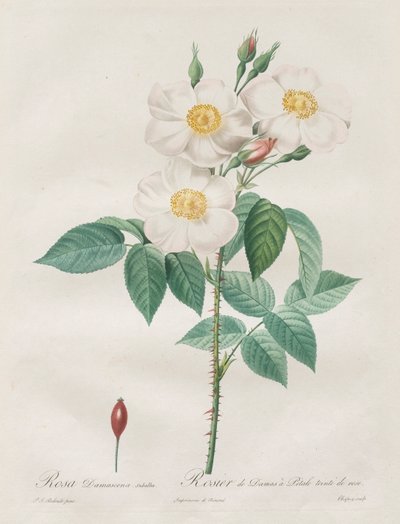 Las rosas: Rosa Damascena, subalba de Henry Joseph Redouté