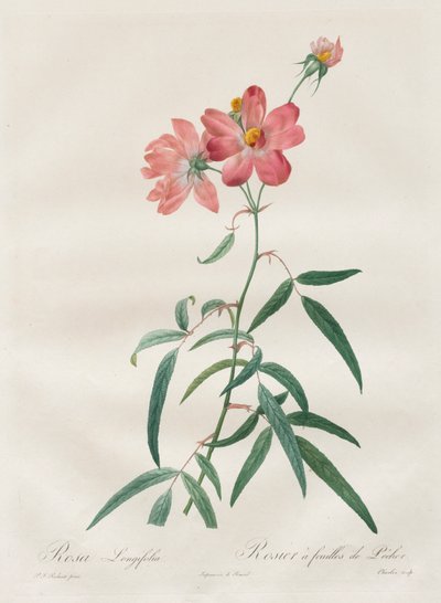 Las Rosas: Rosa Longifolia de Henry Joseph Redouté